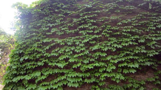 什么是藤蔓（植物学名称）