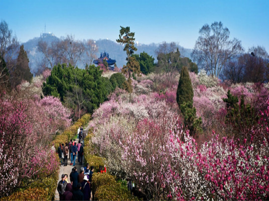 梅花山（南京市玄武区梅花山，国家5A级旅游景区）