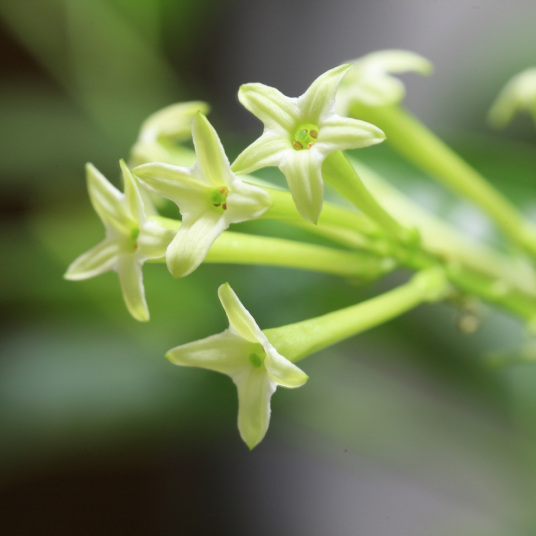 夜来香（萝藦科夜来香属植物）