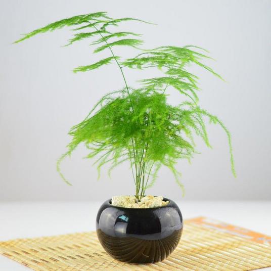 什么是文竹（天门冬科天门冬属植物）