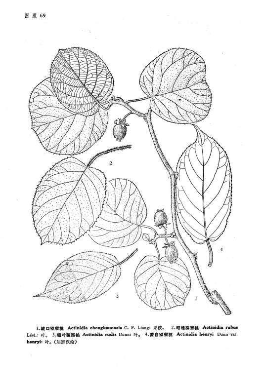 植物志（记载某个国家或地区植物种类的分类学专著）