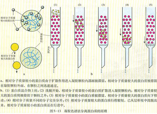 凝胶渗透色谱