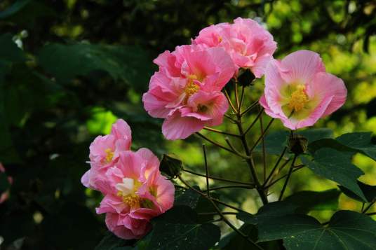 芙蓉（蔷薇属栽培品种）