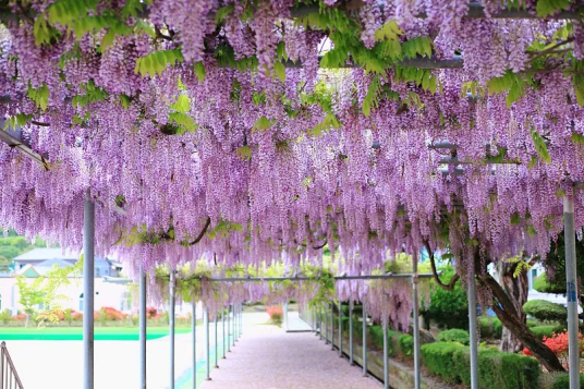 什么是紫藤（豆科紫藤属大藤本植物）