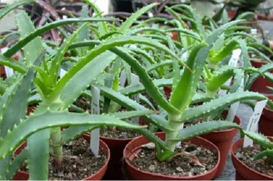 龙爪（百合科芦荟属植物）