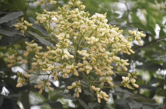 槐米（豆科槐属植物）