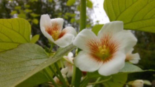 梧桐花（锦葵目梧桐科植物）