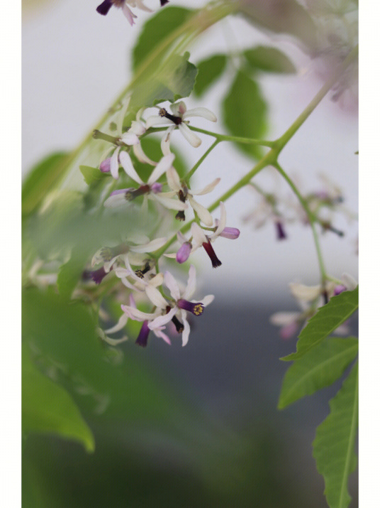 什么是楝（楝科楝属植物）