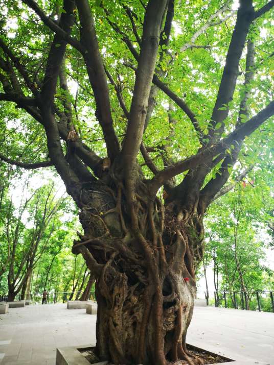 黄葛树（桑科榕属植物）