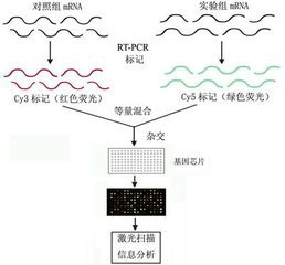 什么是基因芯片