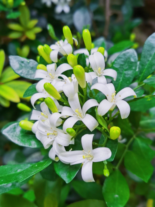 九里香（芸香科九里香属植物）