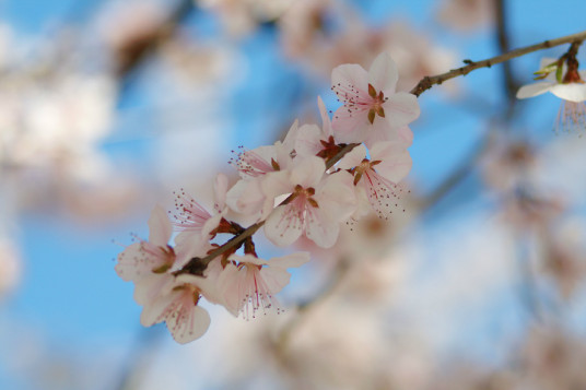 什么是桃花劫（汉语词汇）