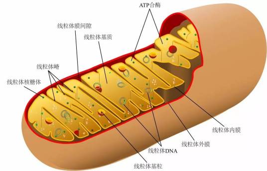 什么是线粒体DNA（线粒体中的遗传物质）