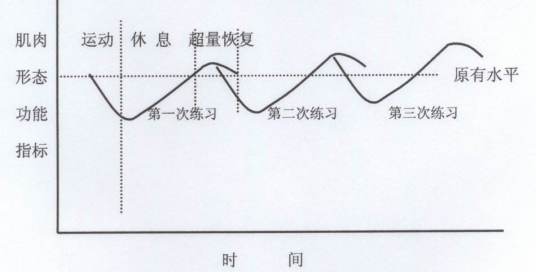 超量恢复