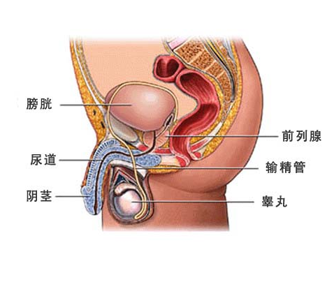 什么是泌尿科