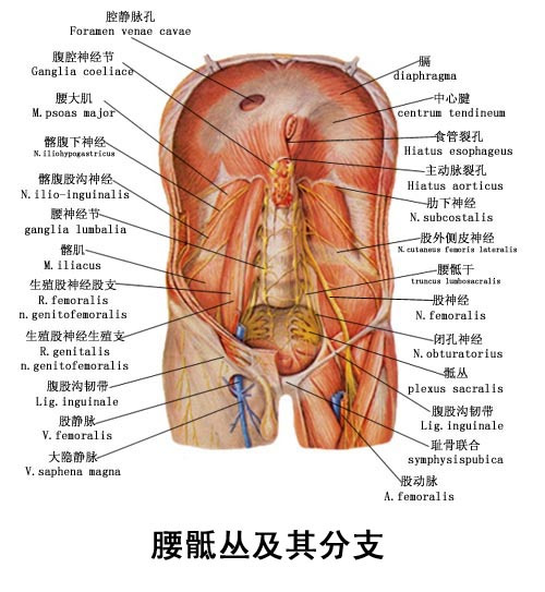 腰骶部