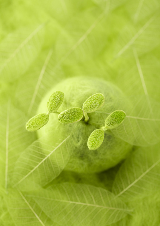 什么是新绿（植物颜色）