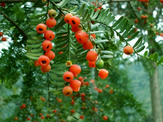 红豆杉（红豆杉属植物通称）