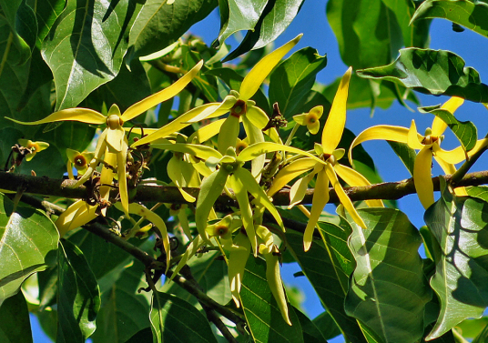 什么是依兰（番荔枝科依兰属植物）