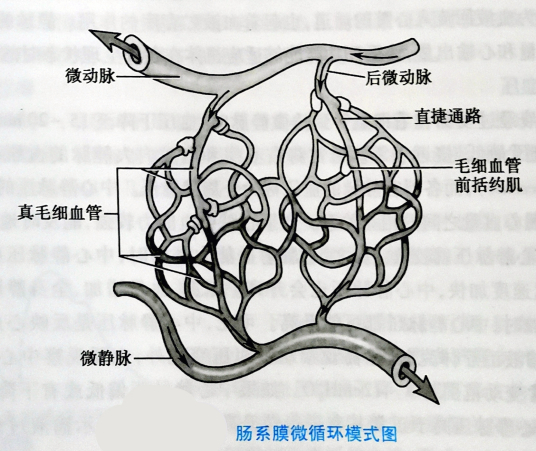 什么是微循环