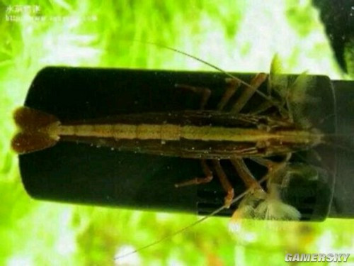 什么是海猴子（海洋生物）