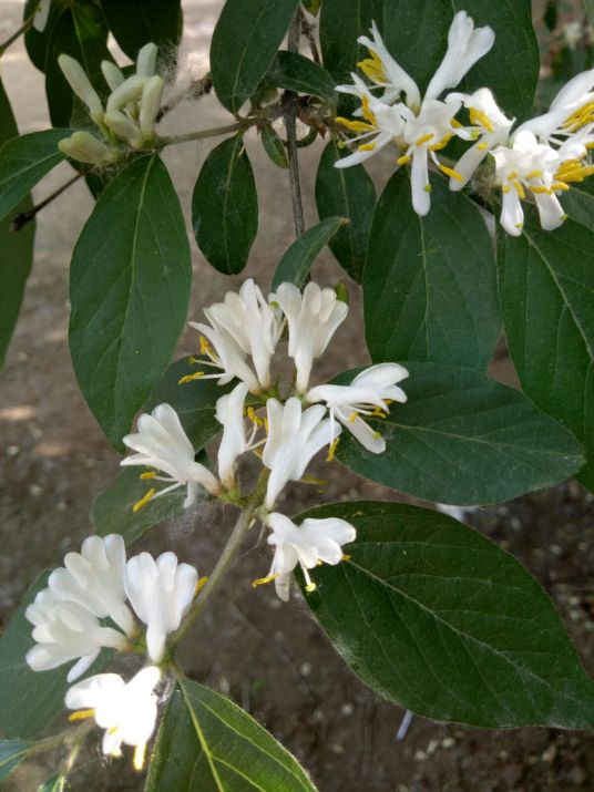 什么是金银忍冬（忍冬科忍冬属植物）