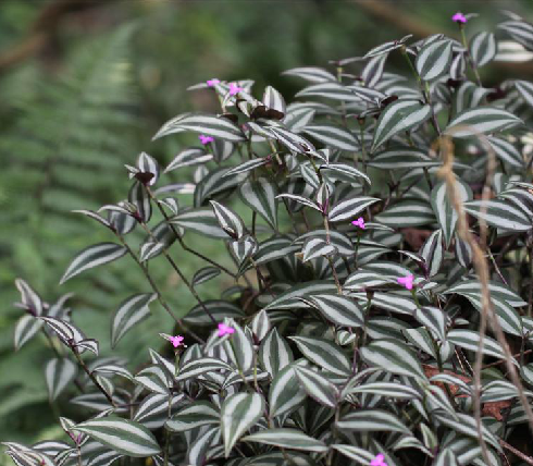 吊竹梅（鸭跖草科常绿草本植物）