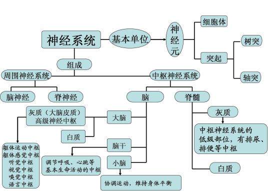 周围神经