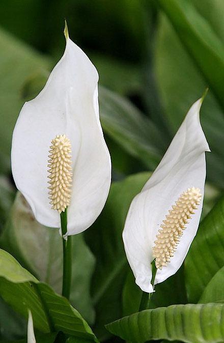 白鹤芋（天南星科白鹤芋属植物）