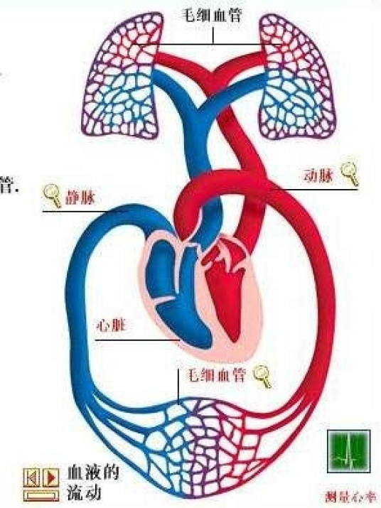 血液循环系统