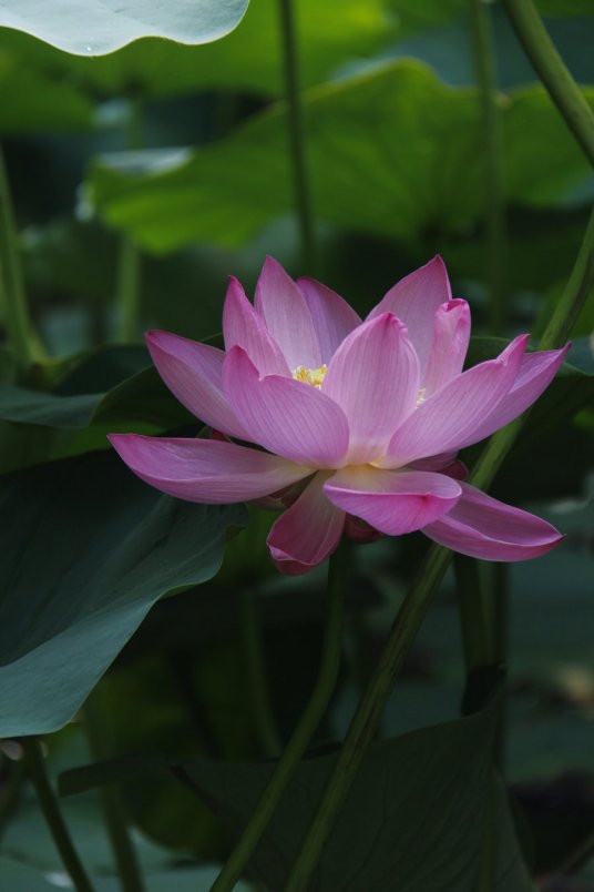 什么是水芙蓉（莲科莲属植物）