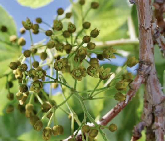 山桐子（大风子科山桐子属植物）