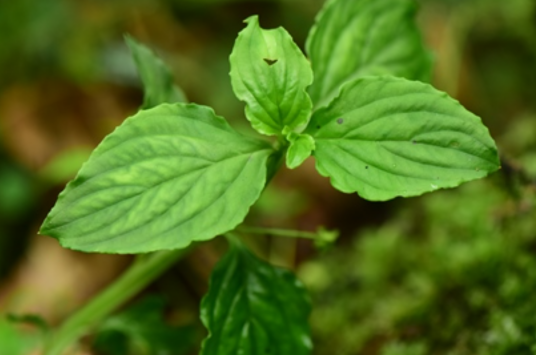 灵香草（报春花科珍珠菜属植物）