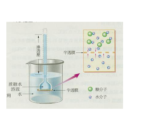 渗透作用