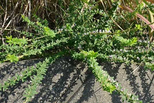 胡枝子（蔷薇目豆科植物）