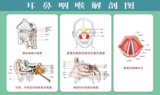 什么是耳鼻咽喉（耳鼻咽喉科）