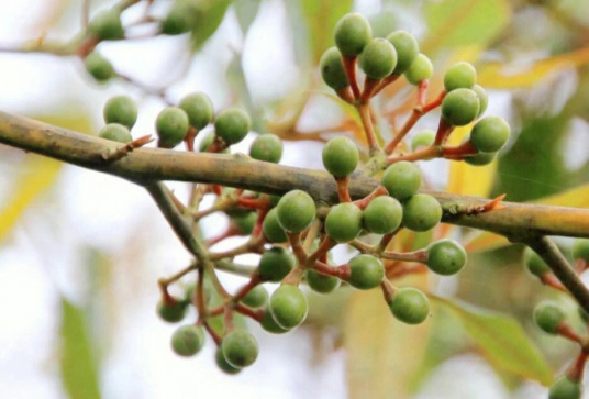 山鸡椒（樟科木姜子属植物）