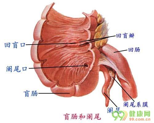 回盲瓣