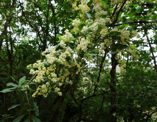 什么是白檀（山矾科山矾属植物）