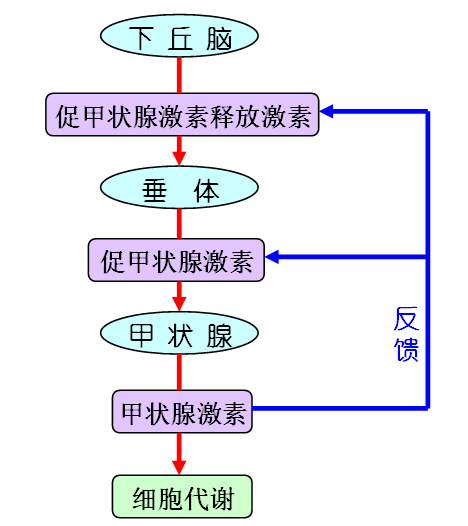 什么是反馈调节