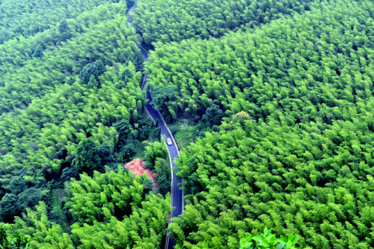 重庆茶山竹海国家森林公园