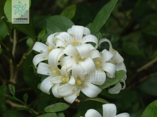 十里香（芸香科九里香属植物）