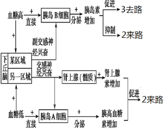 体液调节