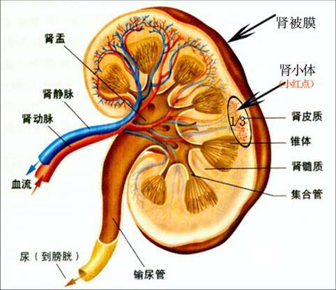 肾脏病（肾脏病）