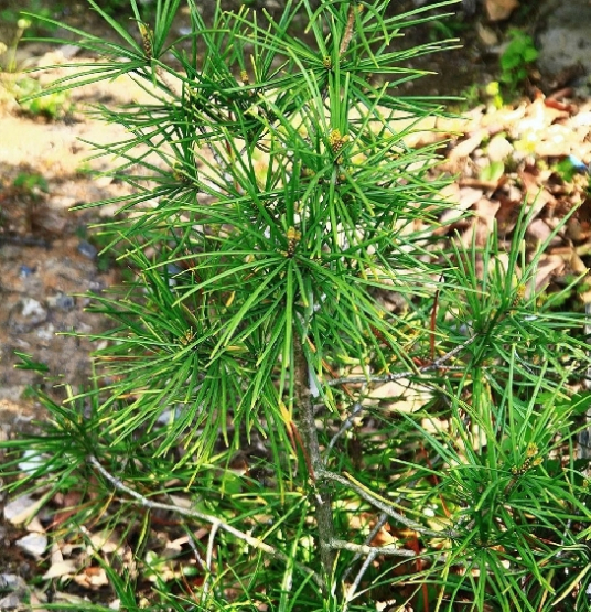 金松（金松科金松属植物）