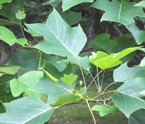 鹅掌楸（中药）