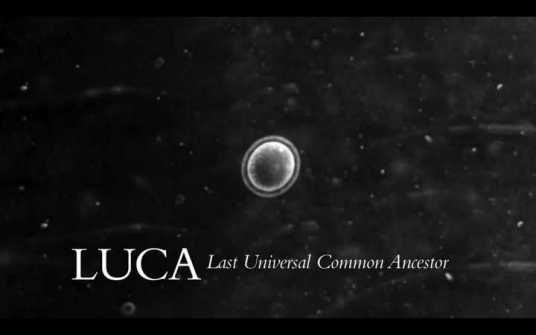 什么是LUCA（所有生物物种的最后共同祖先）