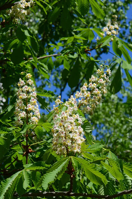 栗花