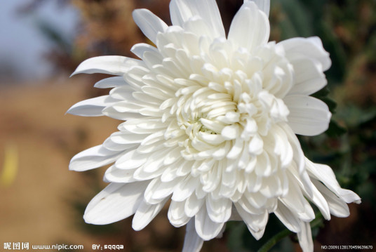 什么是白菊（植物）