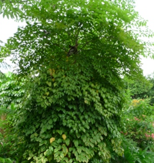 幌伞枫（五加科幌伞枫属植物）